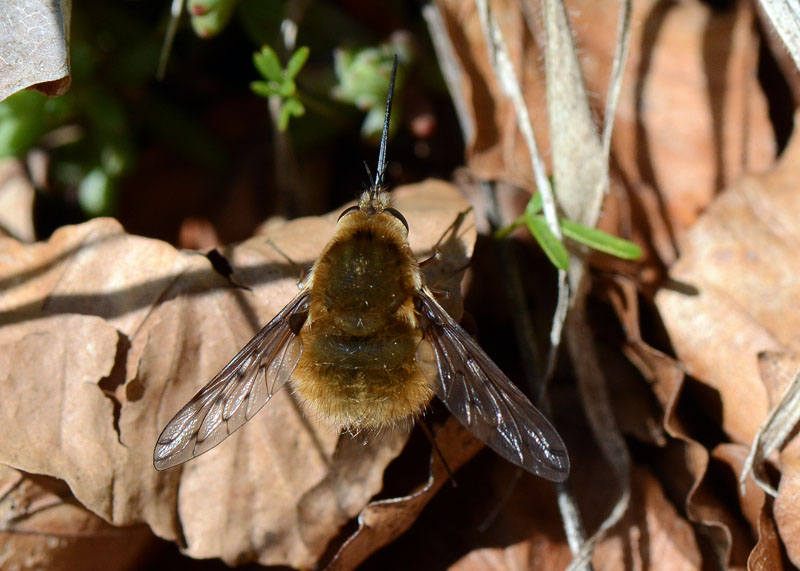 Bombyliidae in esame